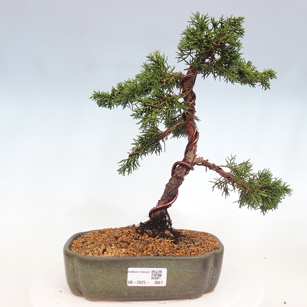 Bonsai für draußen - Juniperus chinensis Kishu