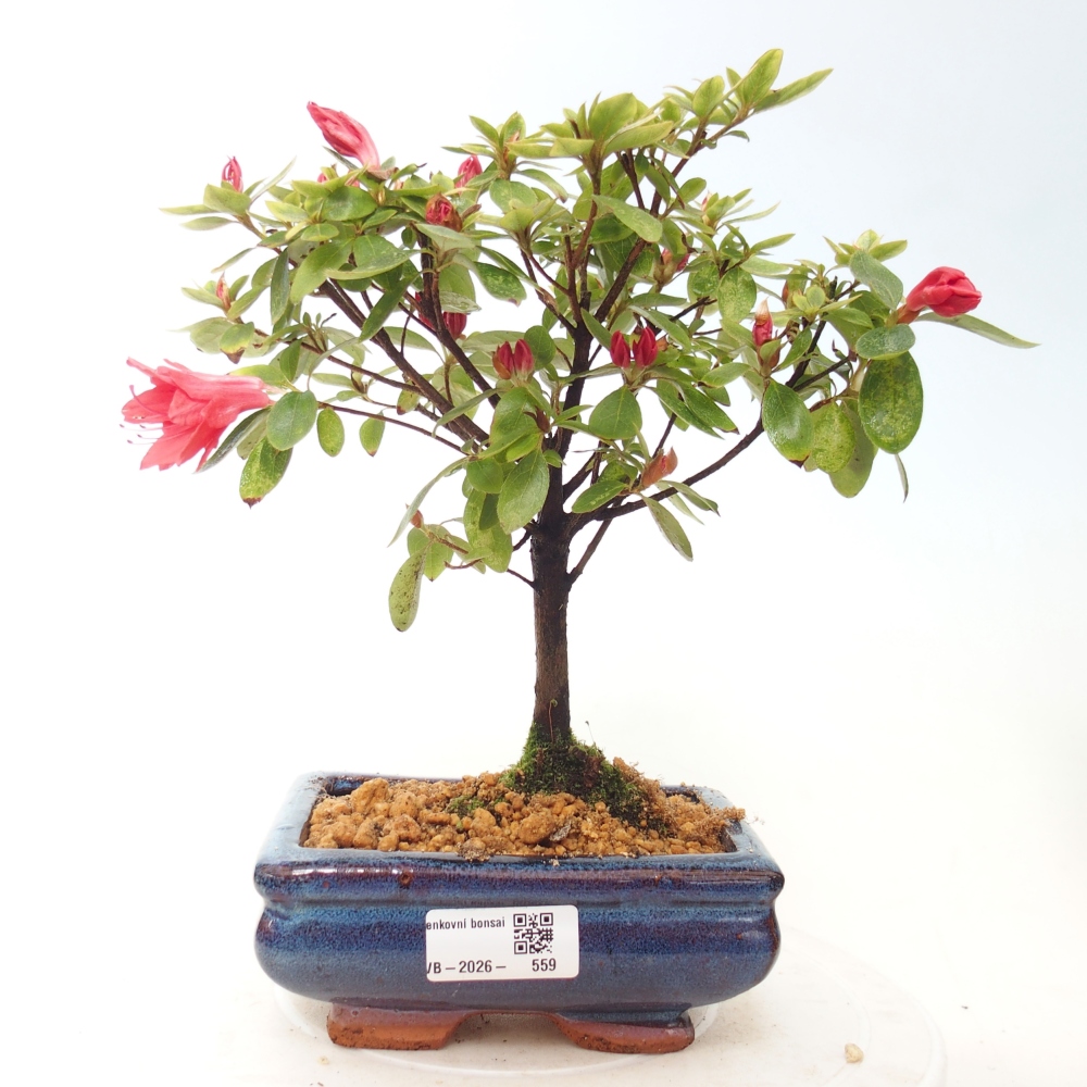 Bonsai für draußen - Japanische Azalee - Azalea sp.
