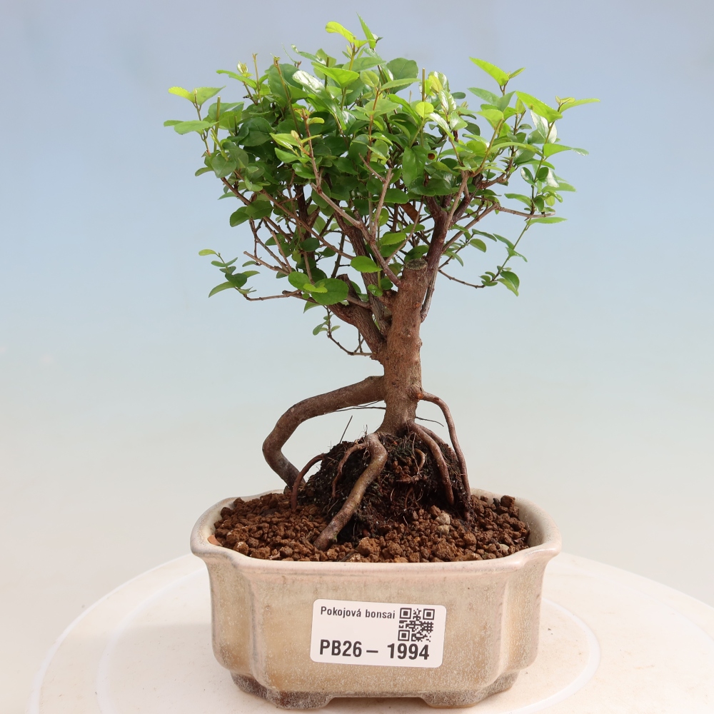Zimmer Bonsai - Sageretia thea - Sageretia thea