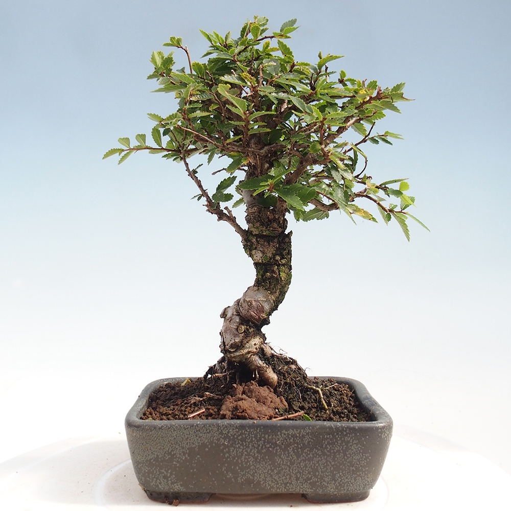 Bonsai für draußen - Zelkova - Zelkova NIRE