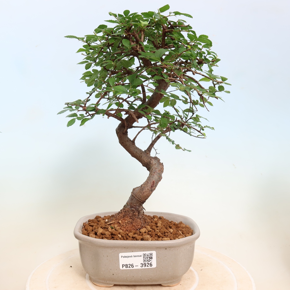 Zimmerbonsai - Ulmus parvifolia - Kleinblättrige Ulme