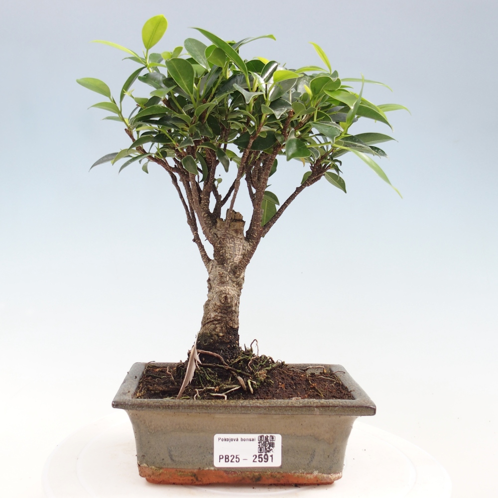 Zimmerbonsai - Ficus retusa - Kleinblättriger Ficus