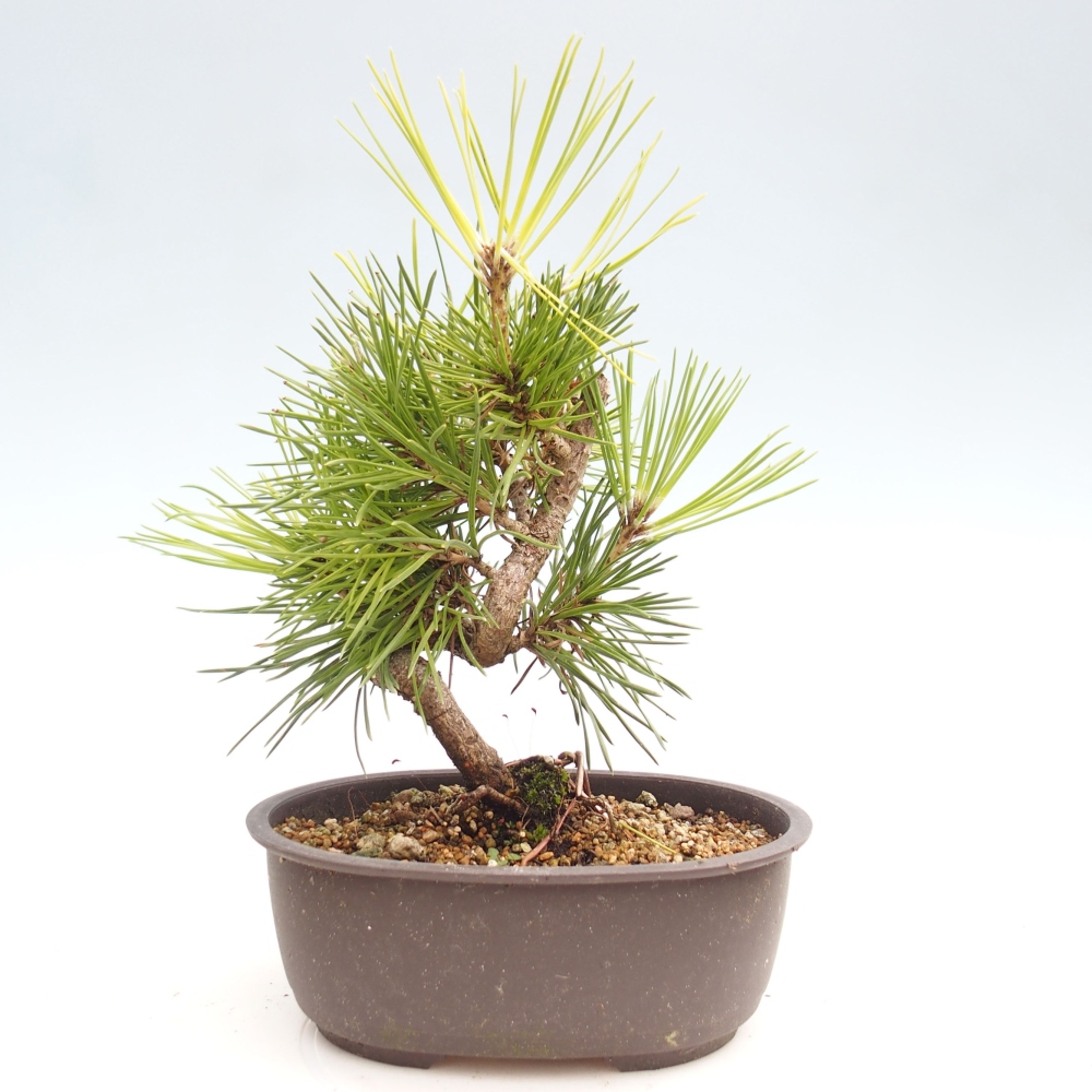 Bonsai für draußen - Pinus thunbergii - Thunberg-Kiefer