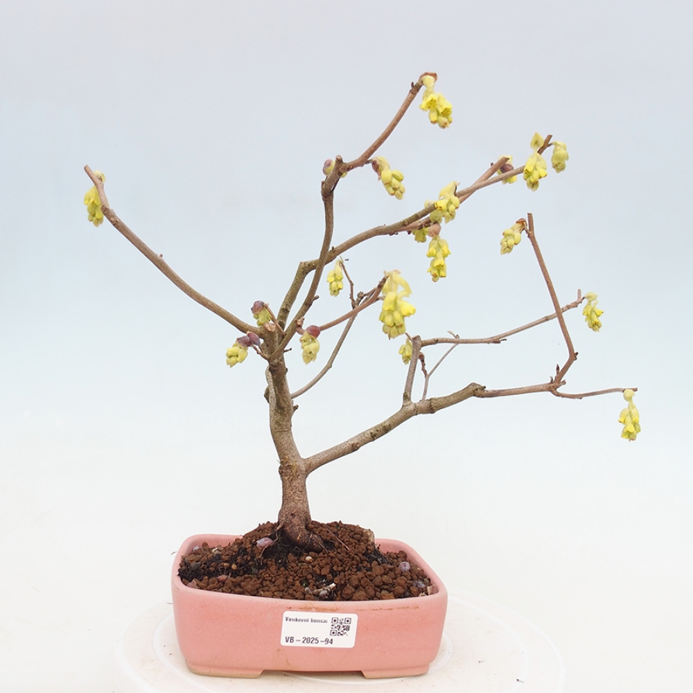 Bonsai für draußen - Hasel - Corylopsis Spicata
