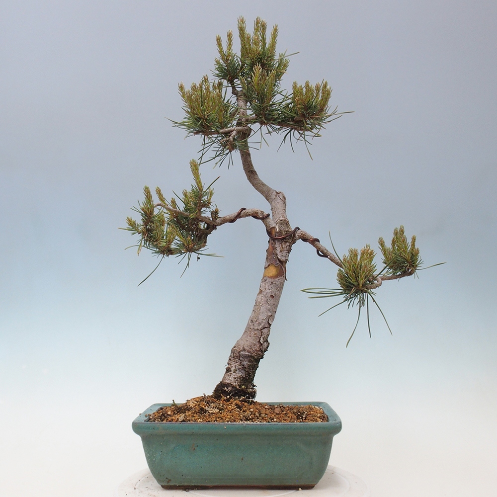 Bonsai für draußen - Pinus Sylvestris Watererri - Waldkiefer