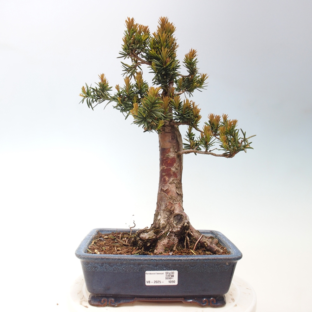 Bonsai für draußen - Taxus cuspidata - Japanische Eibe
