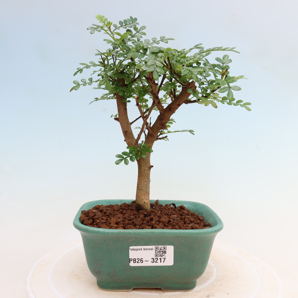 Zimmer Bonsai - Zantoxylum piperitum - Pfefferbaum