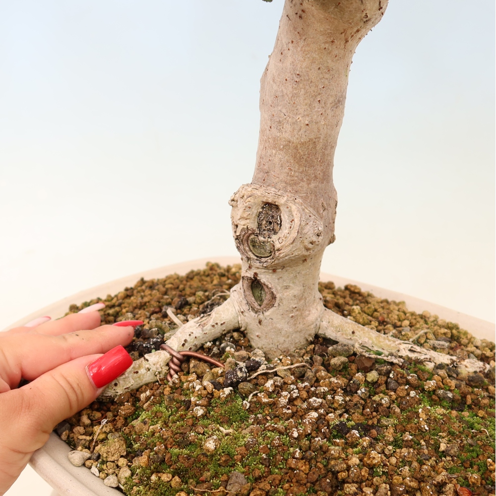 Zimmerbonsai - Hibiscus tiliaceus - Meeres-Hibiskus