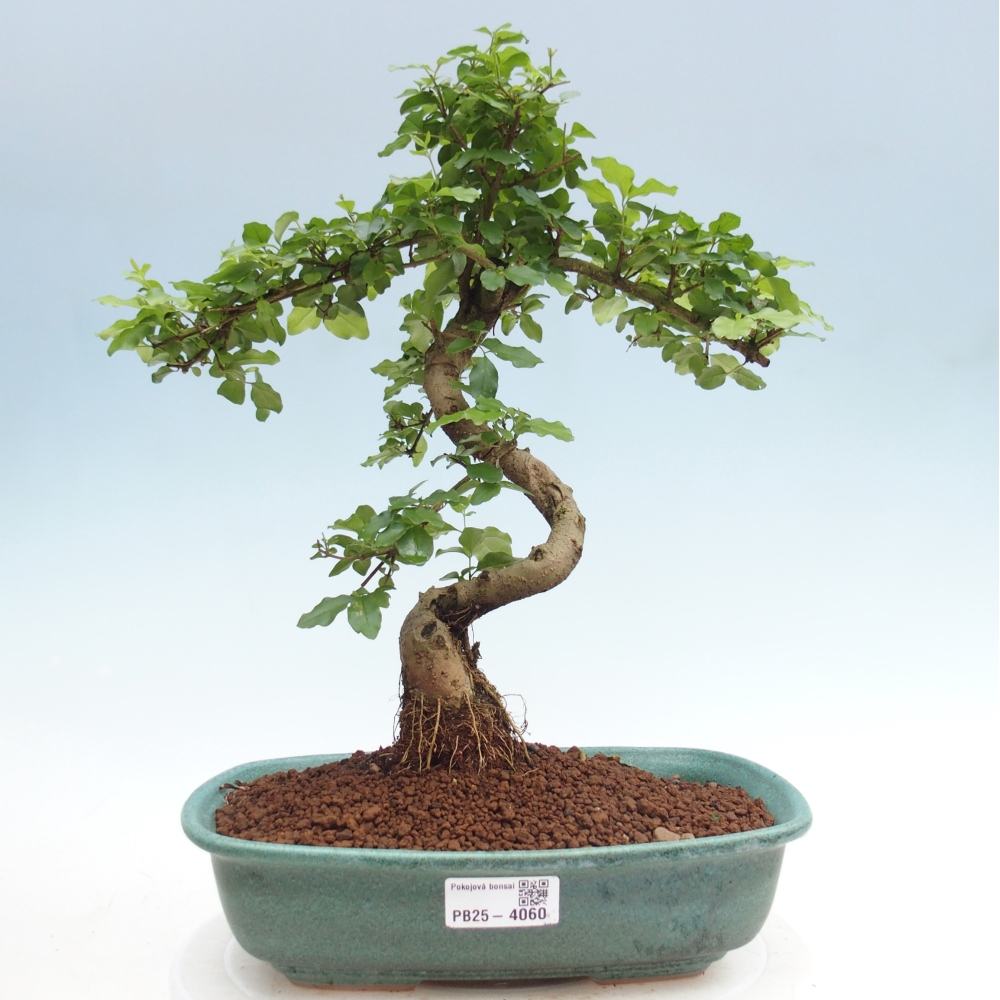 Zimmer Bonsai -Ligustrum chinensis - Vogelschnabel