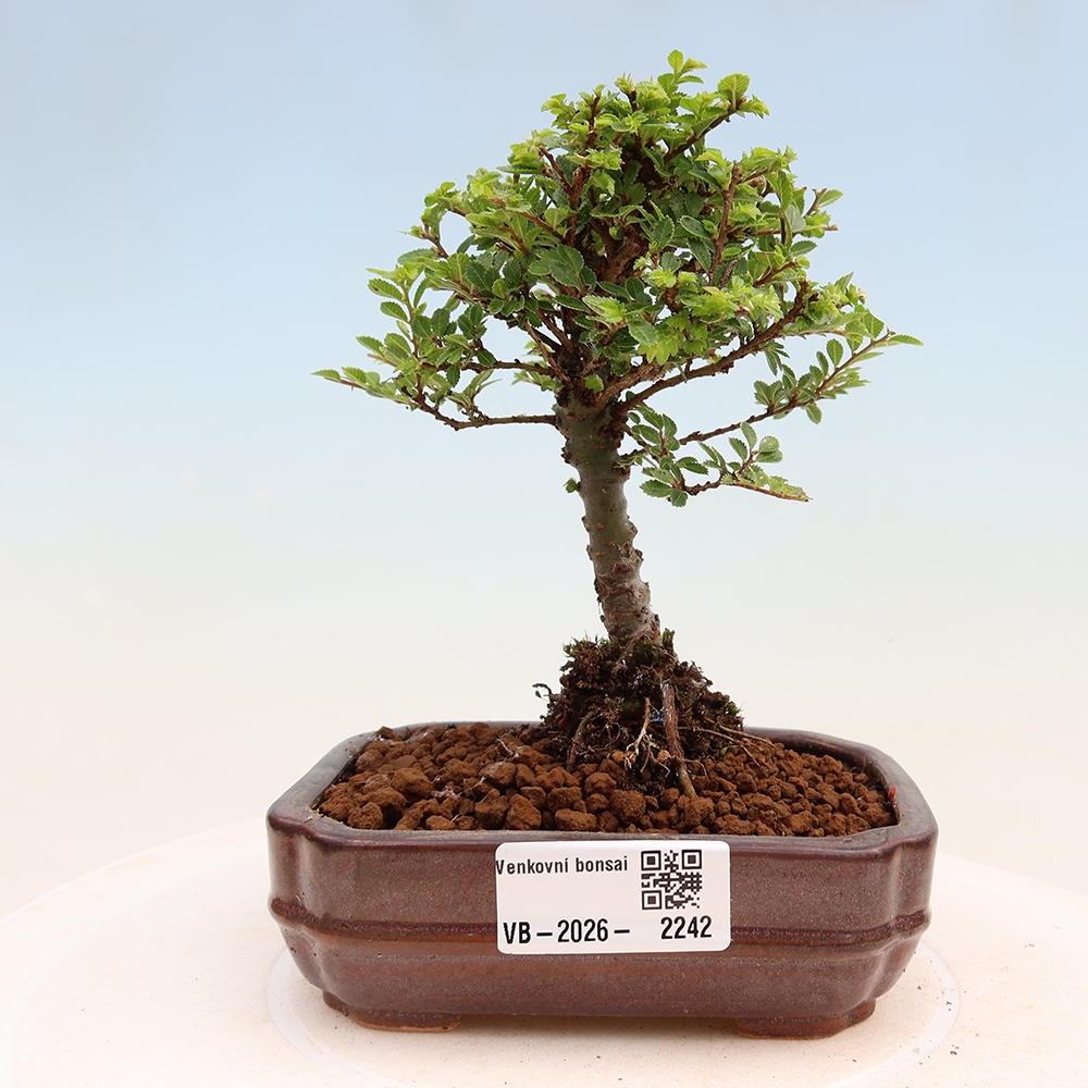 Bonsai für draußen - Ulmus parvifolia Sagei - Kleinblättrige Ulme