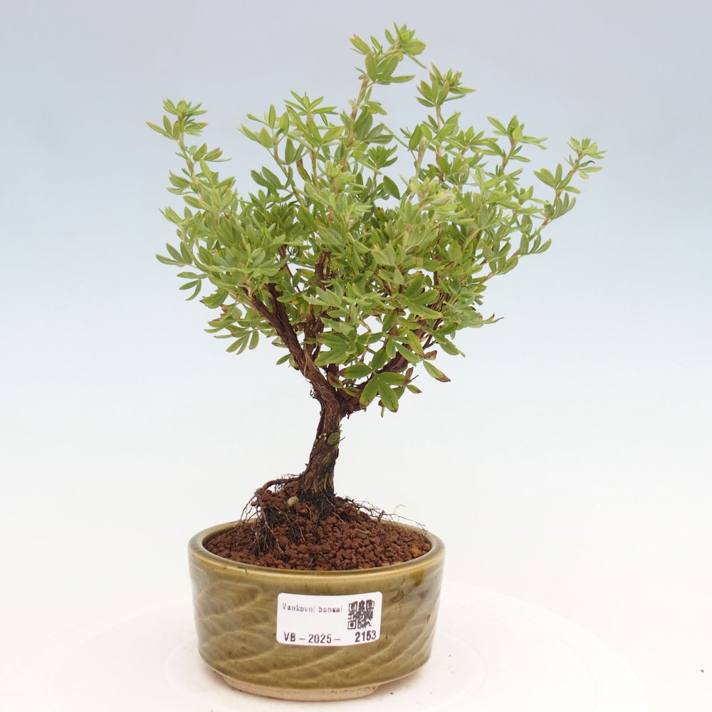 Bonsai für draußen - Potentila fruticosa gelber Vogel