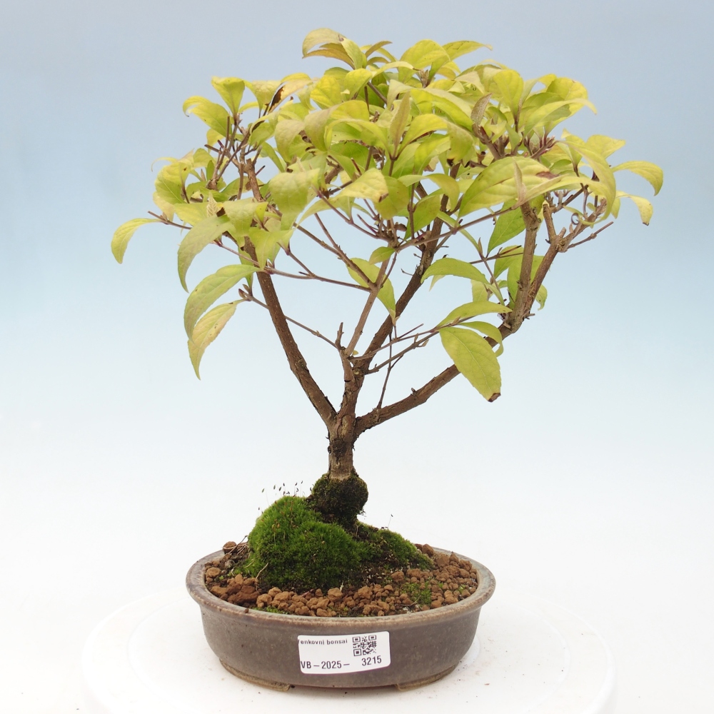 Bonsai für draußen - Callicarpa japonica