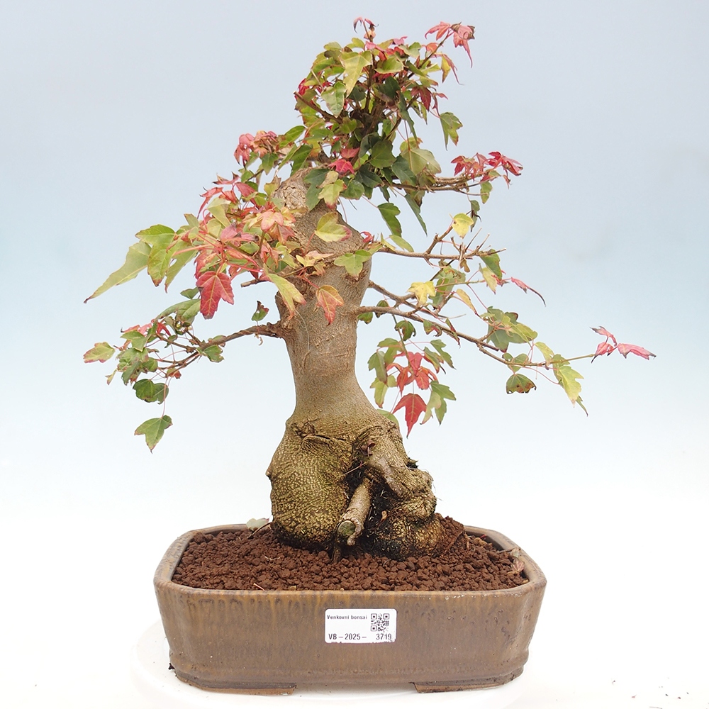 Bonsai für draußen - Acer Buergerianum - Bergahorn