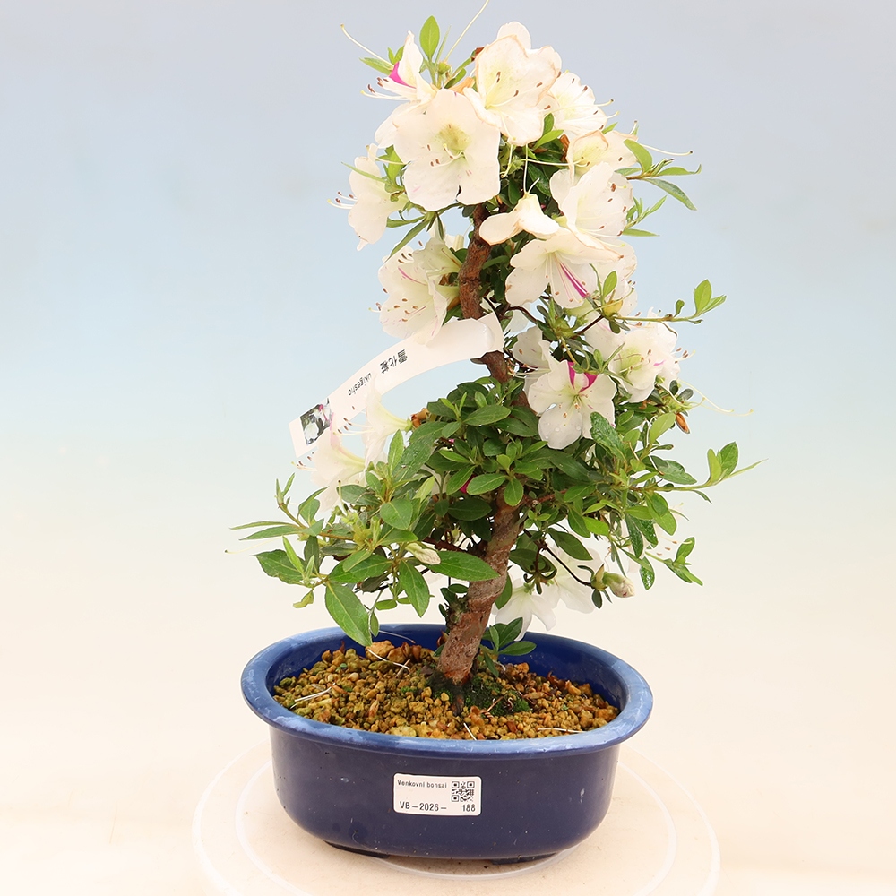 Bonsai für draußen - Japanische Azalee - Azalee Yukigesho