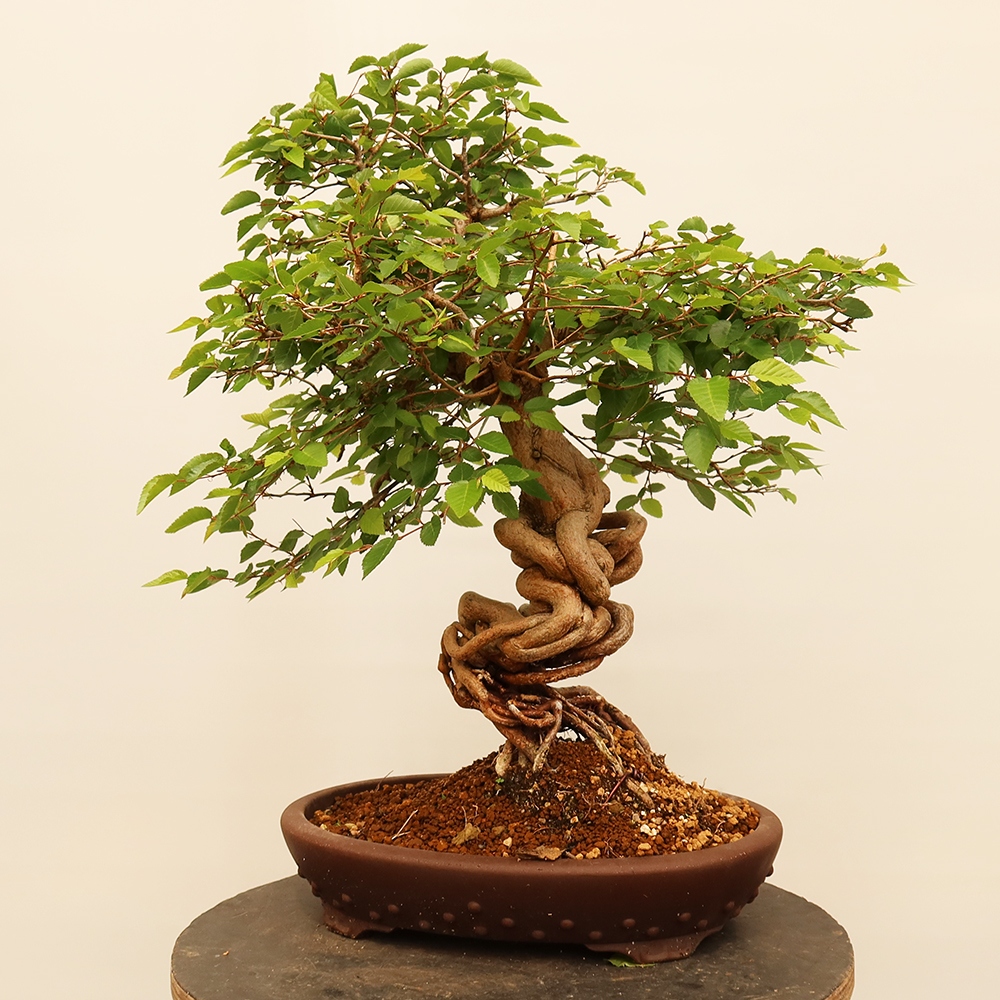 Bonsai für draußen - Karpinus Coreana - Koreanische Hainbuche