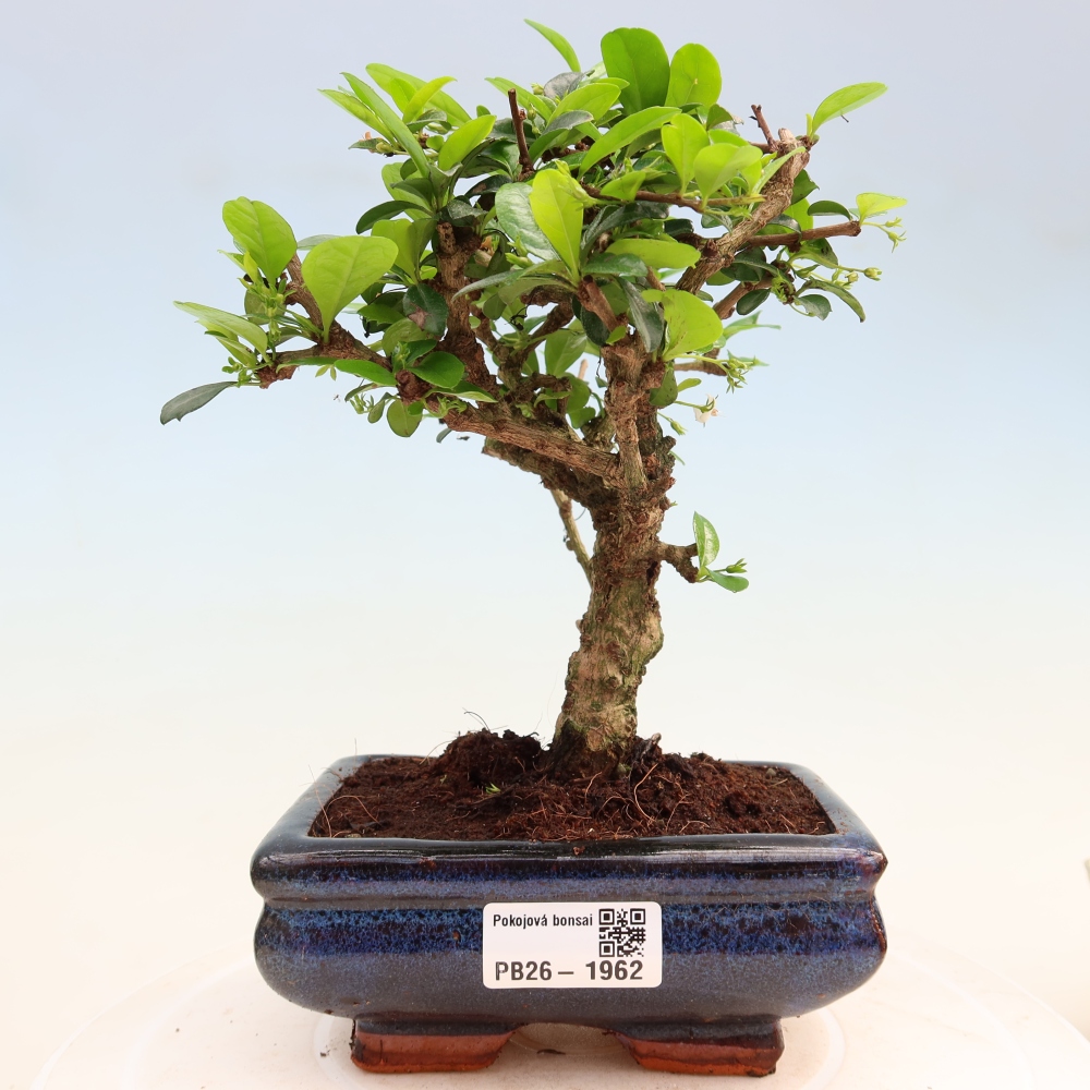 Zimmer-Bonsai - Carmona macrophylla - Tee-Fuki