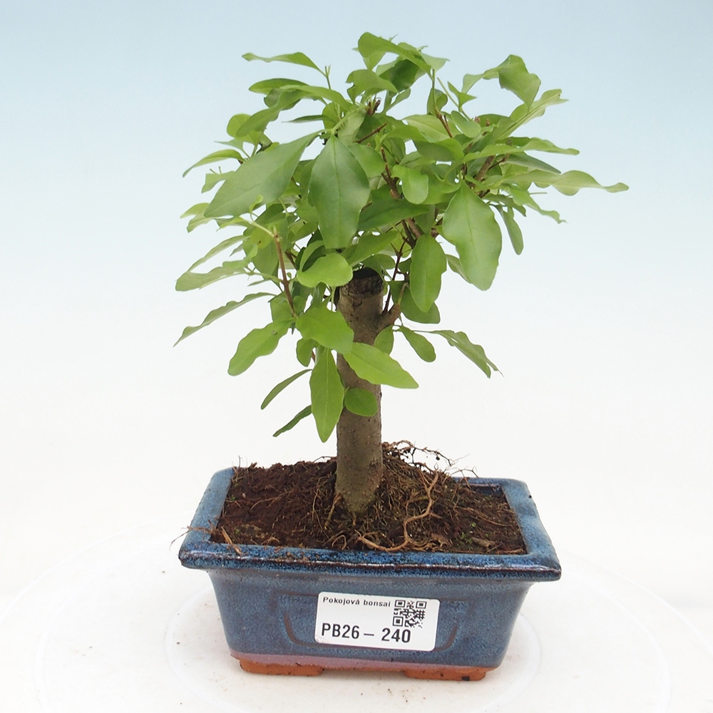 Zimmer Bonsai -Ligustrum chinensis - Vogelschnabel