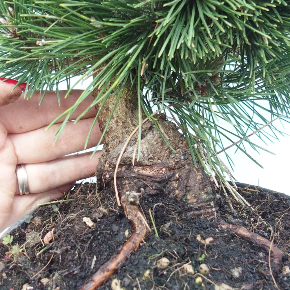 Bonsai für draußen - Pinus thunbergii senjyumaru - Thunberg-Kiefer