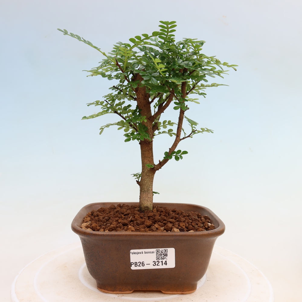 Zimmer Bonsai - Zantoxylum piperitum - Pfefferbaum