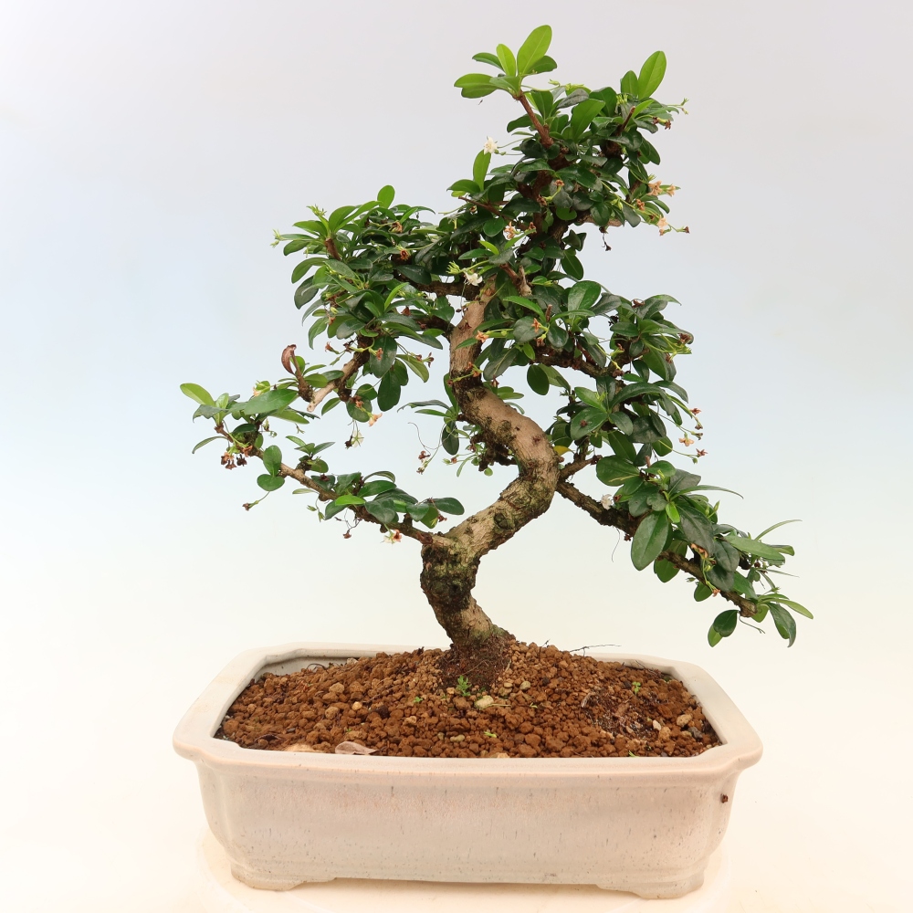 Zimmer-Bonsai - Carmona macrophylla - Tee-Fuki