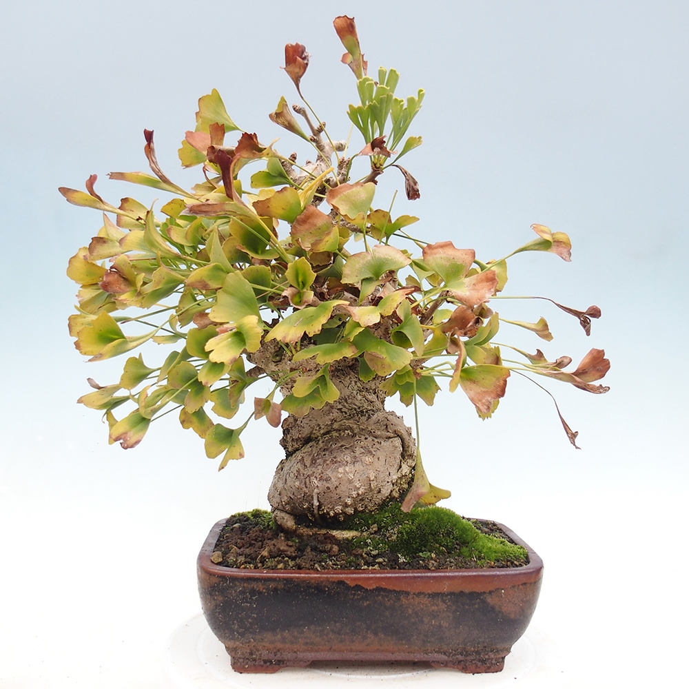 Bonsai für draußen - Ginkgo biloba - Ginkgo biloba