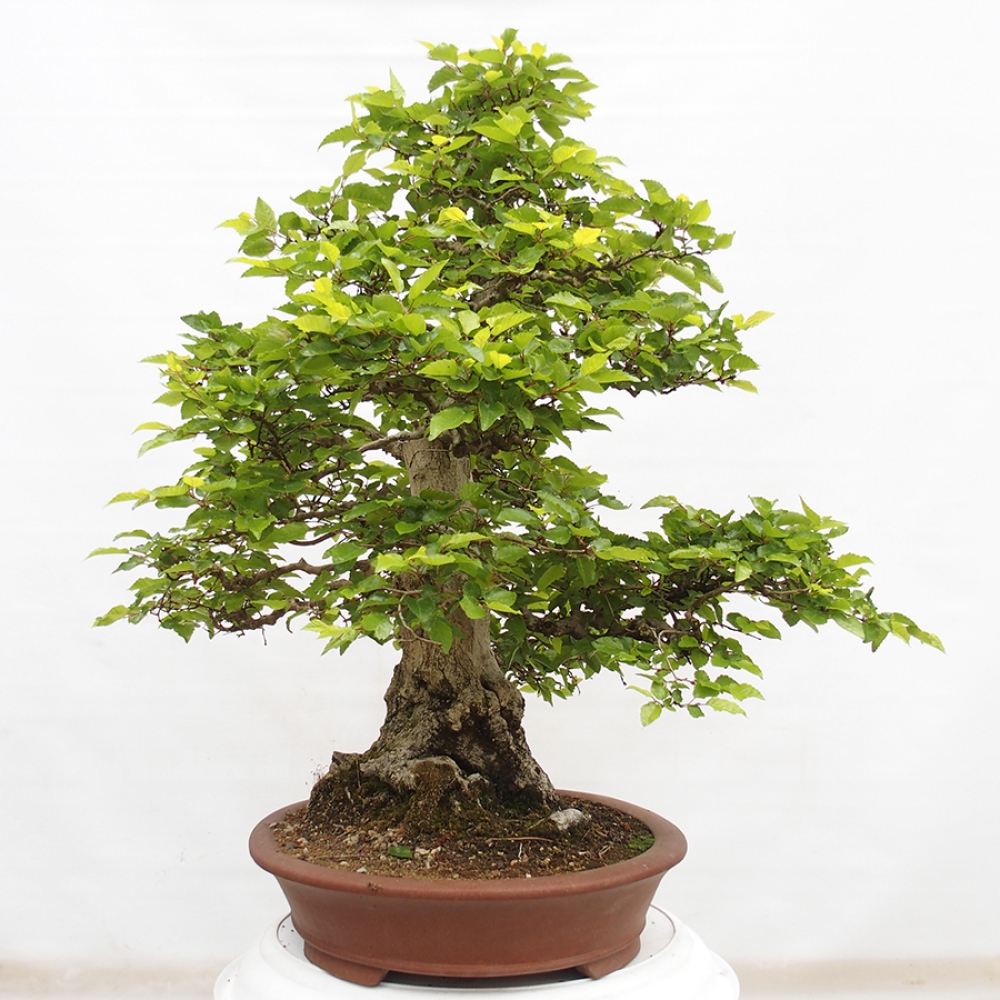 Bonsai für draußen -Carpinus CARPINOIDES - Koreanische Hainbuche