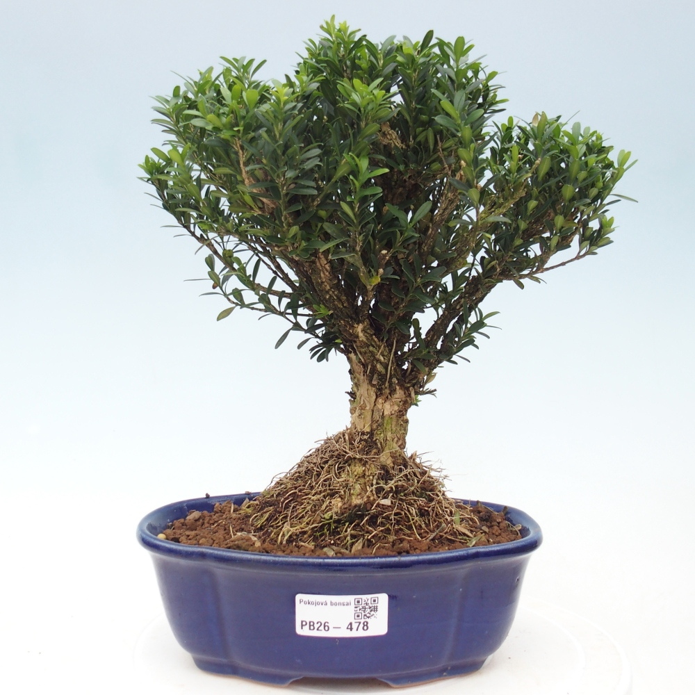Zimmer Bonsai - Buxus harlandii - Korkbuxus