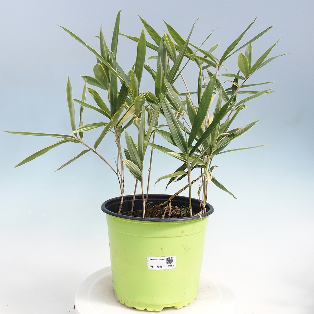 Bonsai für draußen - Sasaella masamuneana Albostriata - Bambus