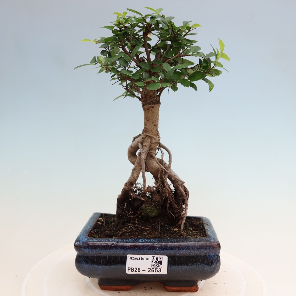Zimmerbonsai - Ulmus parvifolia - Kleinblättrige Ulme