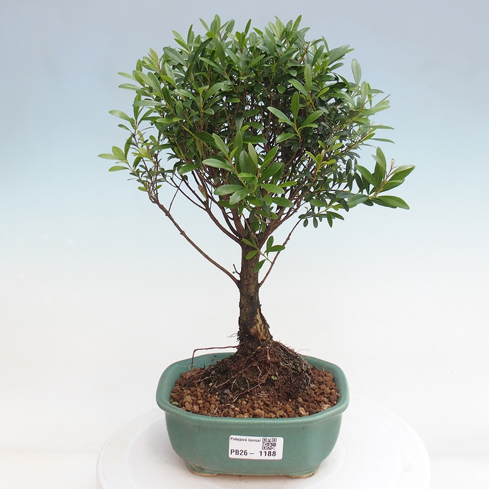 Zimmer Bonsai - Syzygium - Piment