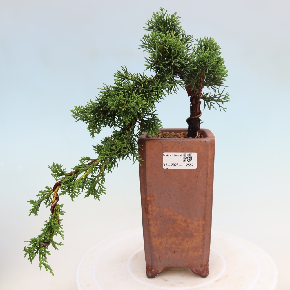 Bonsai für draußen - Juniperus chinensis Kishu