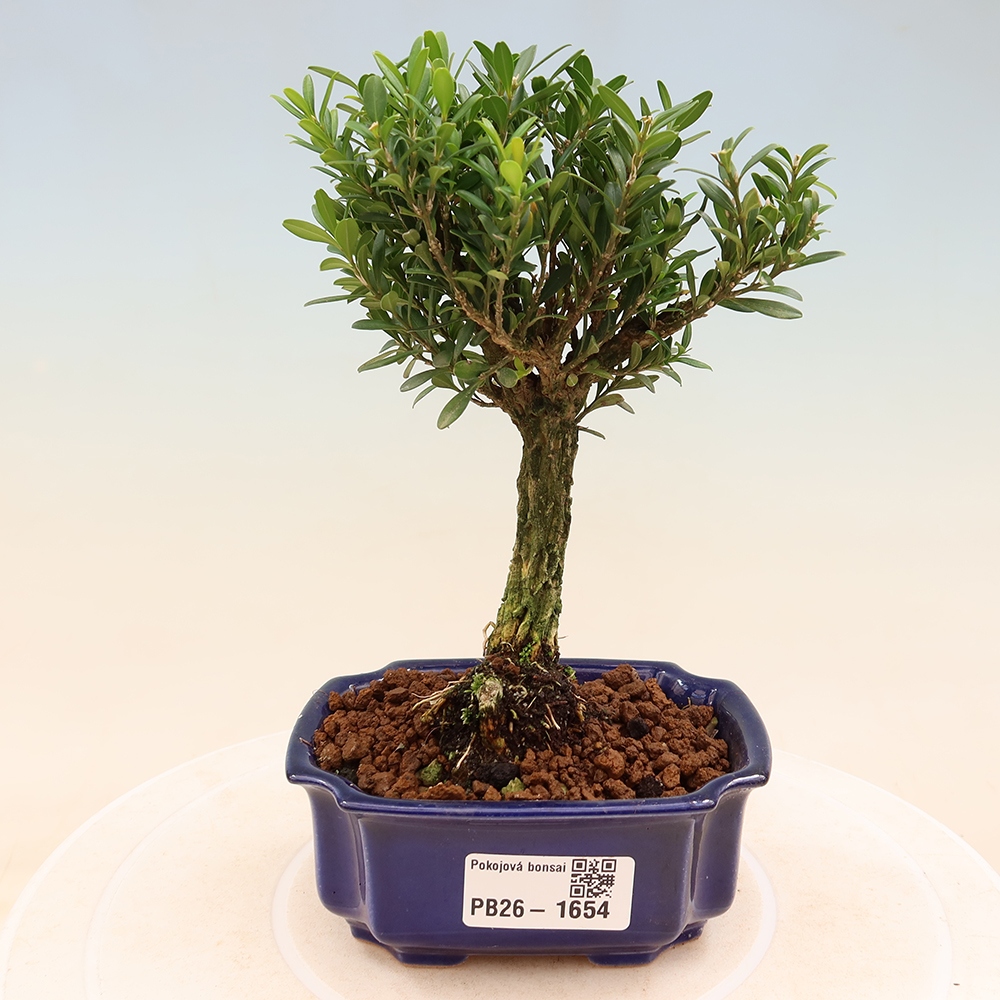 Zimmer Bonsai - Buxus harlandii - Korkbuxus