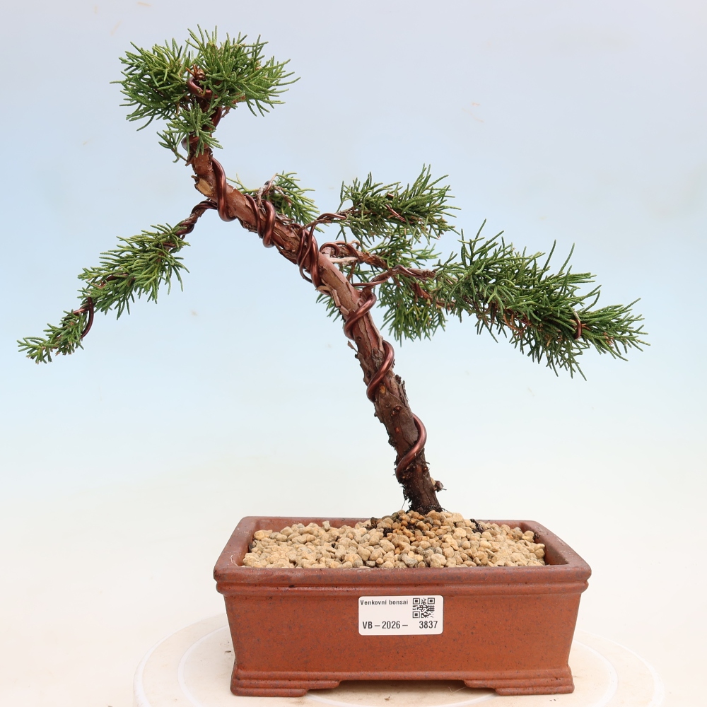 Bonsai für draußen - Juniperus chinensis Kishu