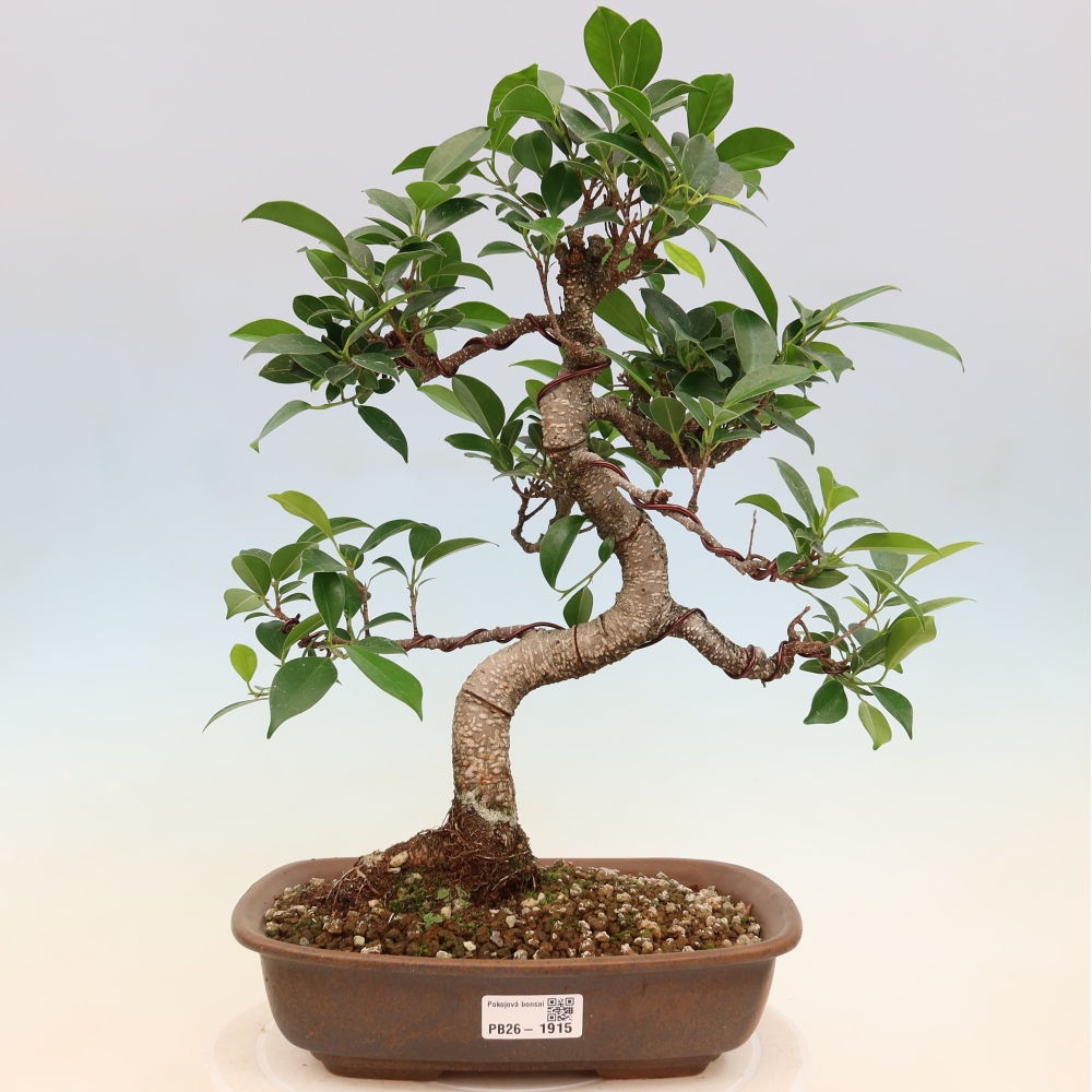 Zimmerbonsai - Ficus kimmen - Kleinblättriger Ficus
