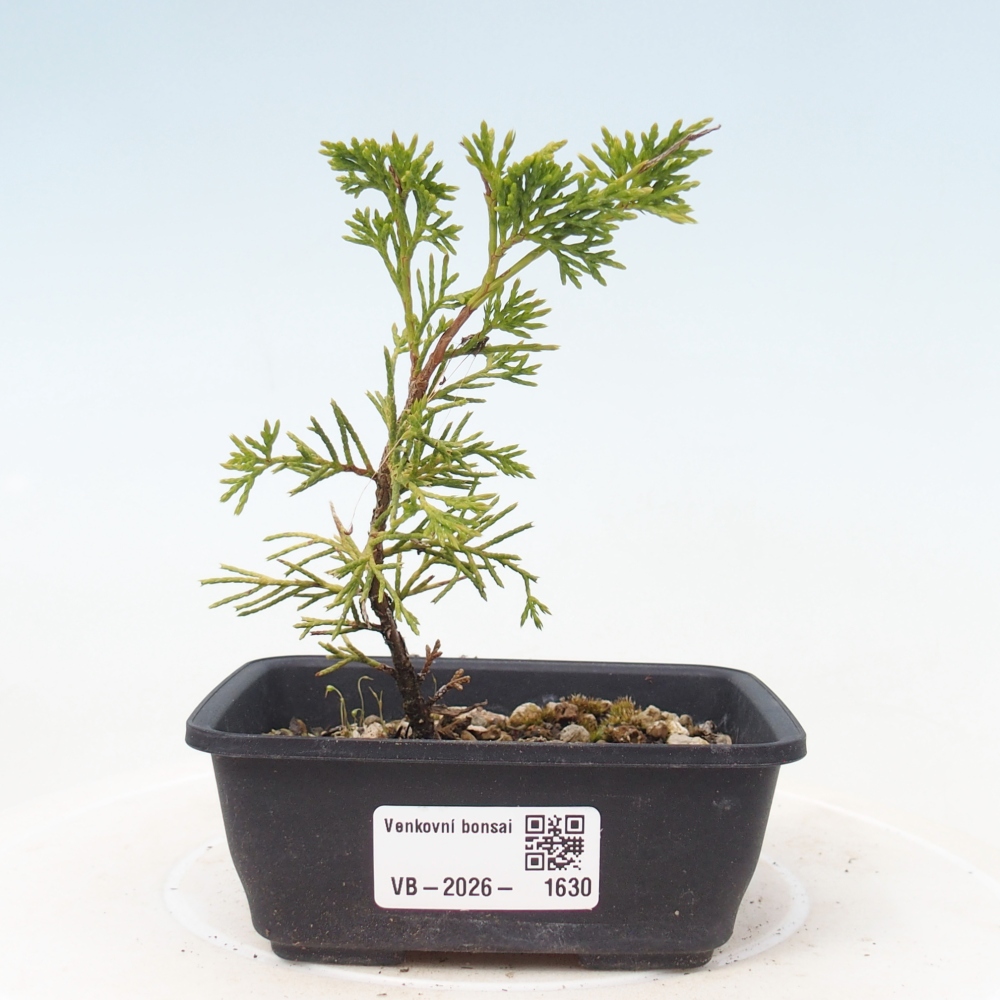 Bonsai für draußen - Juniperus chinensis Itoigawa