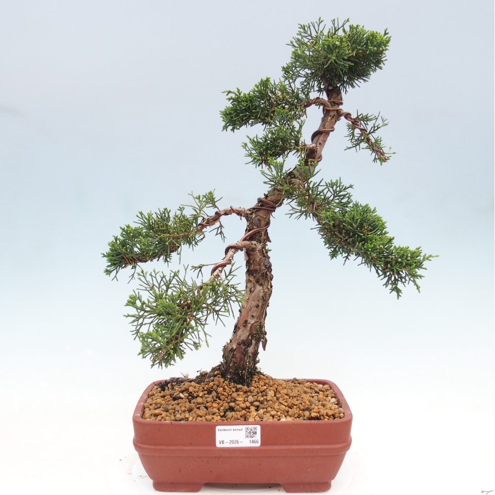 Bonsai für draußen - Juniperus chinensis Kishu