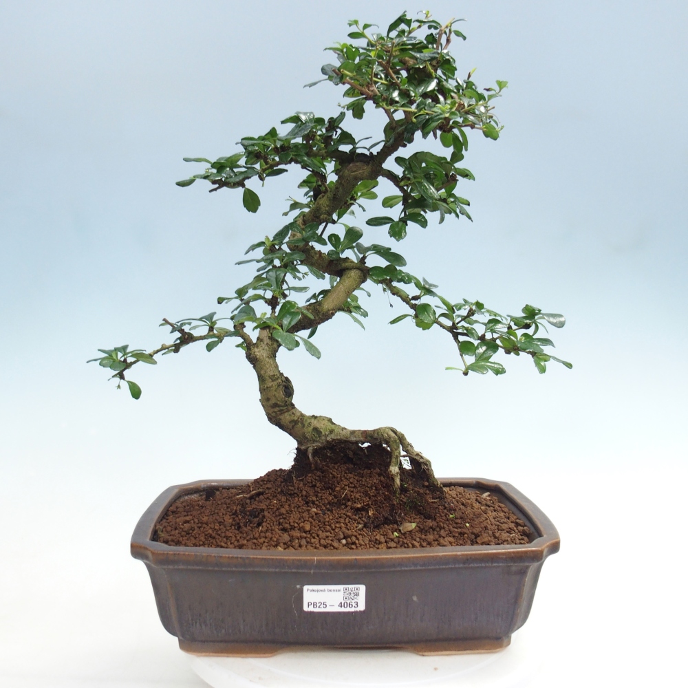 Zimmer-Bonsai - Carmona macrophylla - Tee-Fuki