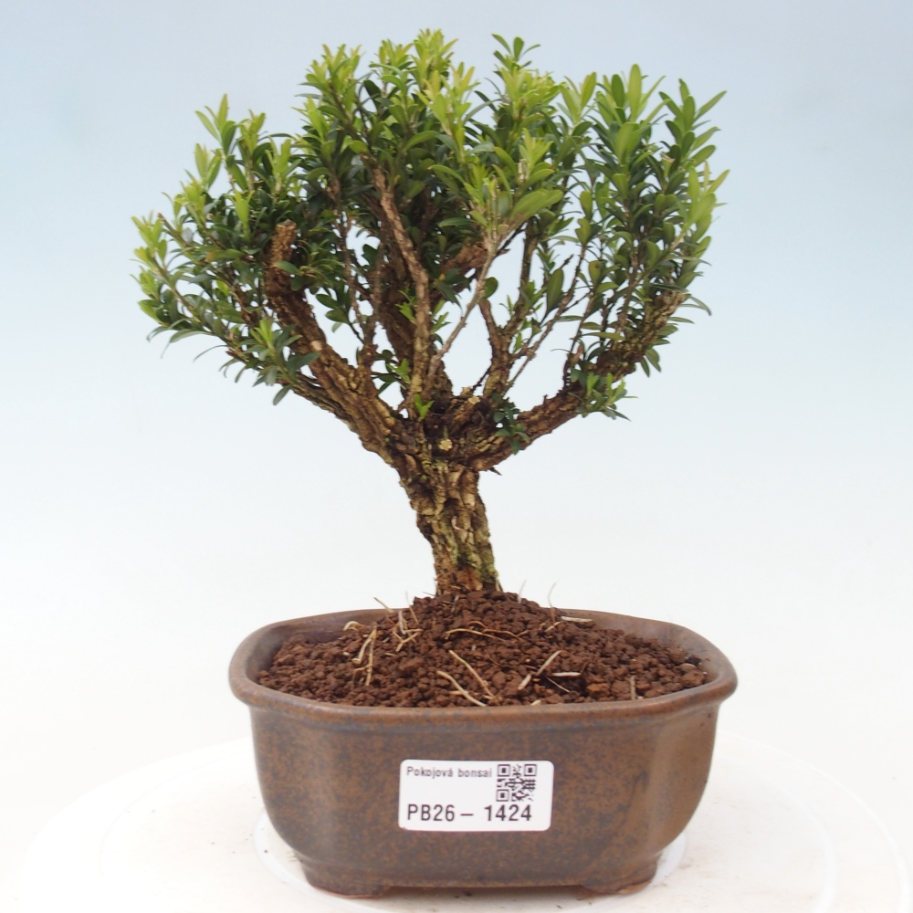 Zimmer Bonsai - Buxus harlandii - Korkbuxus