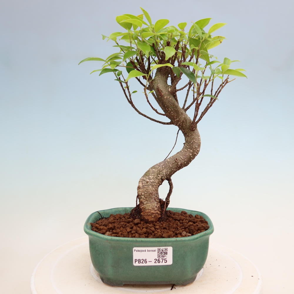 Zimmerbonsai - Ficus kimmen - Kleinblättriger Ficus