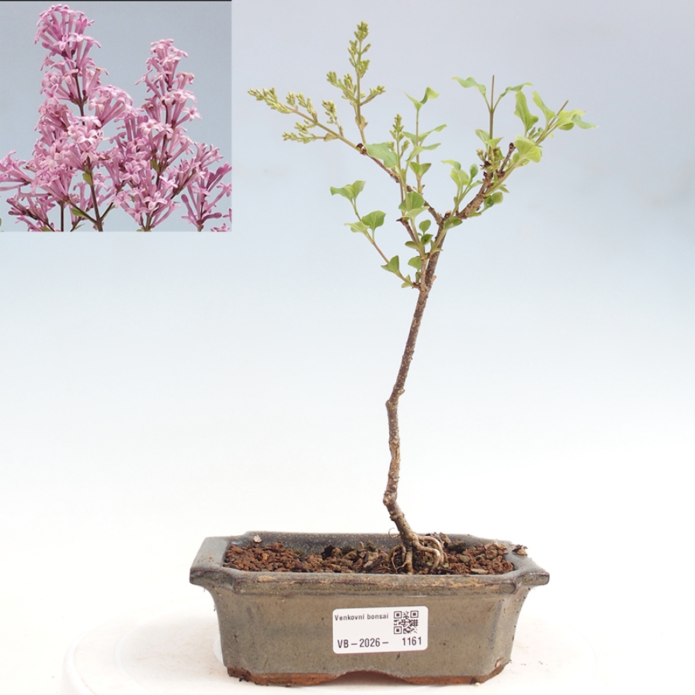 Bonsai für draußen - Syringa Meyeri Palibin - Meyer's Flieder