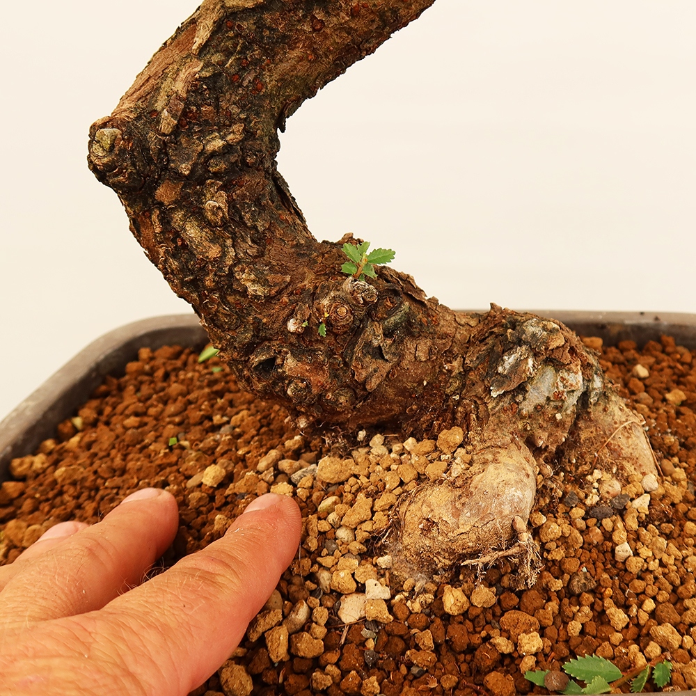 Bonsai für draußen - Zelkova - Zelkova NIRE
