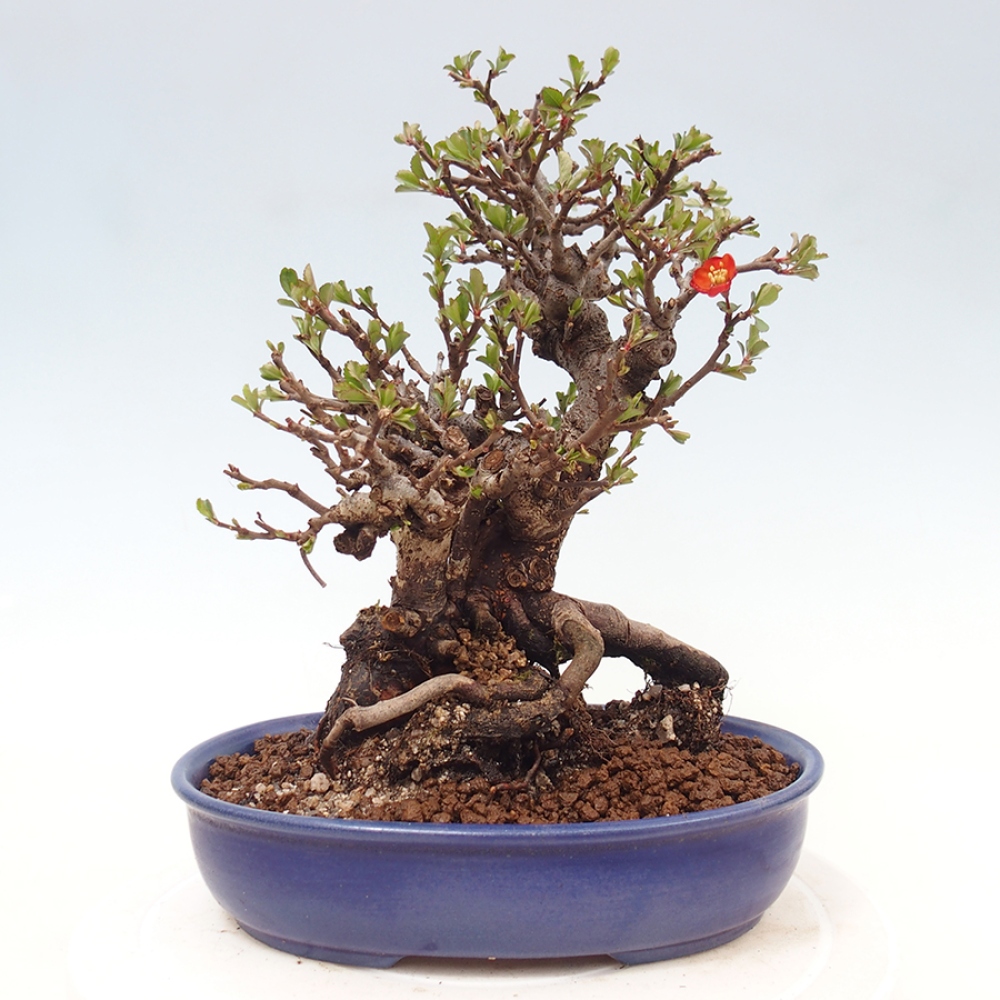 Bonsai für draußen - Chaneomeles speciosa - Quitte