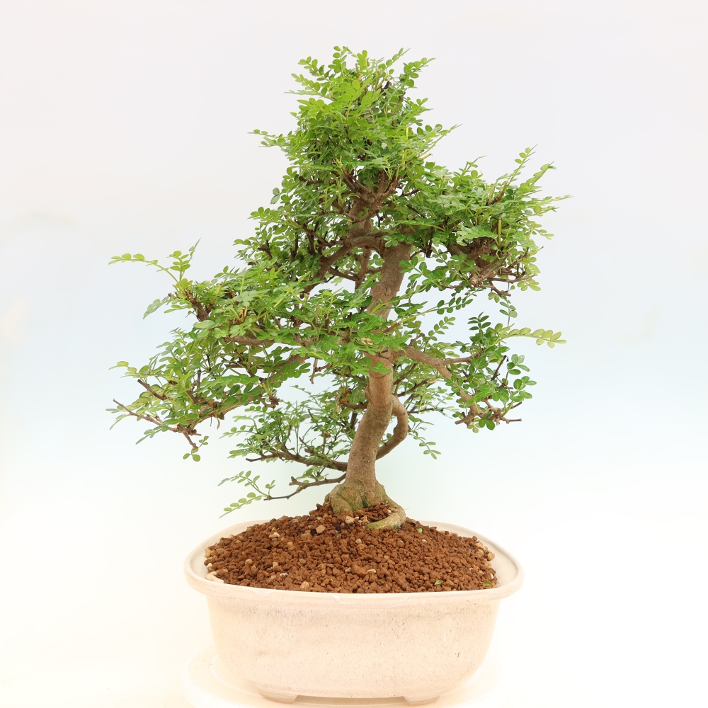 Zimmer Bonsai - Zantoxylum piperitum - Pfefferbaum