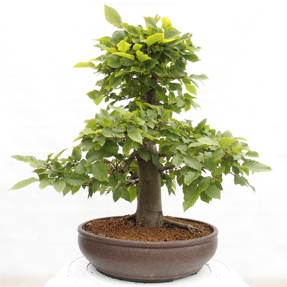 Bonsai für draußen - Hainbuche - Carpinus betulus