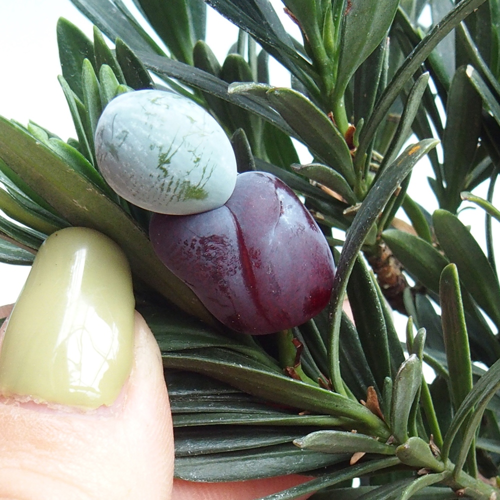 Zimmerbonsai - Podocarpus - Stein-Eibe