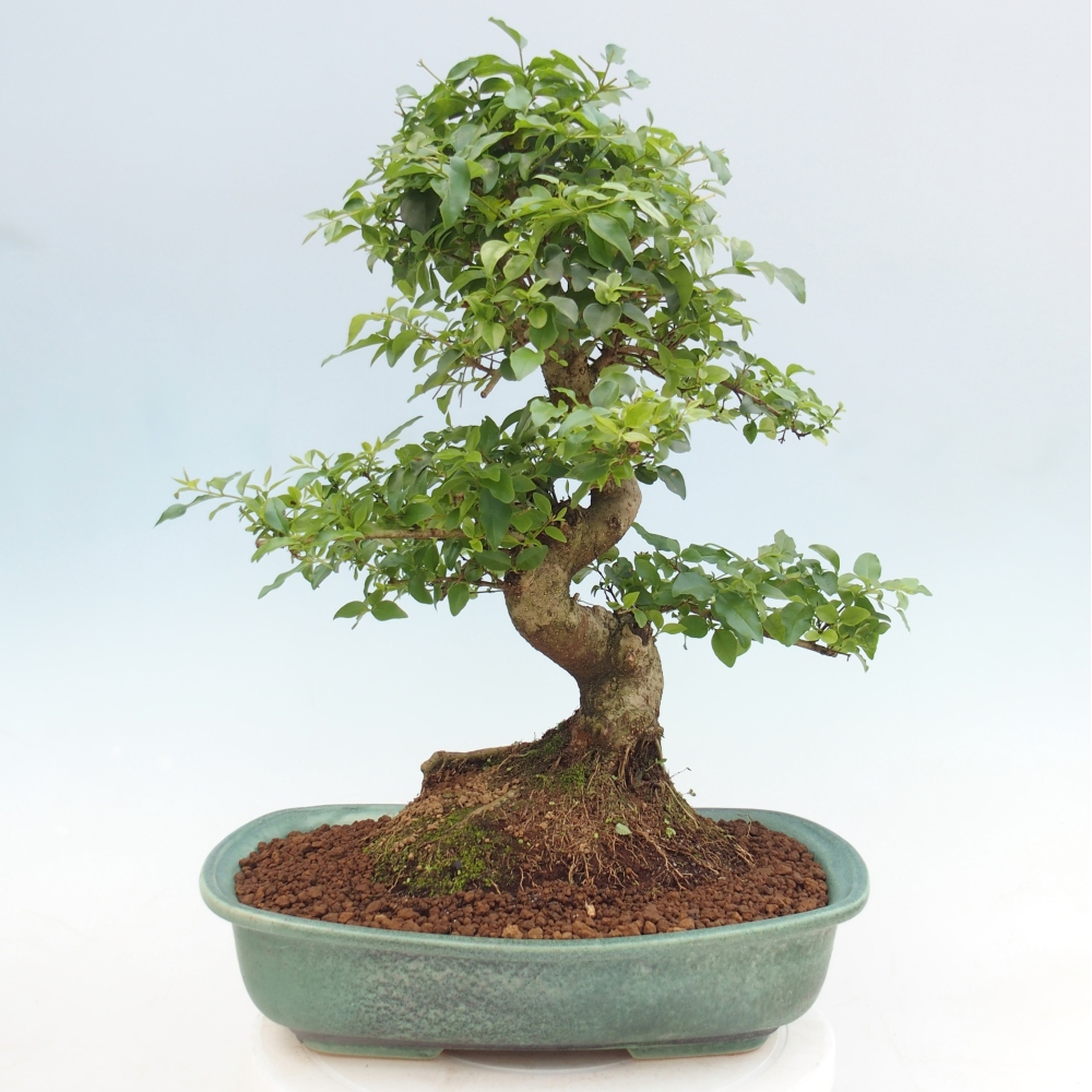 Zimmer Bonsai -Ligustrum chinensis - Vogelschnabel