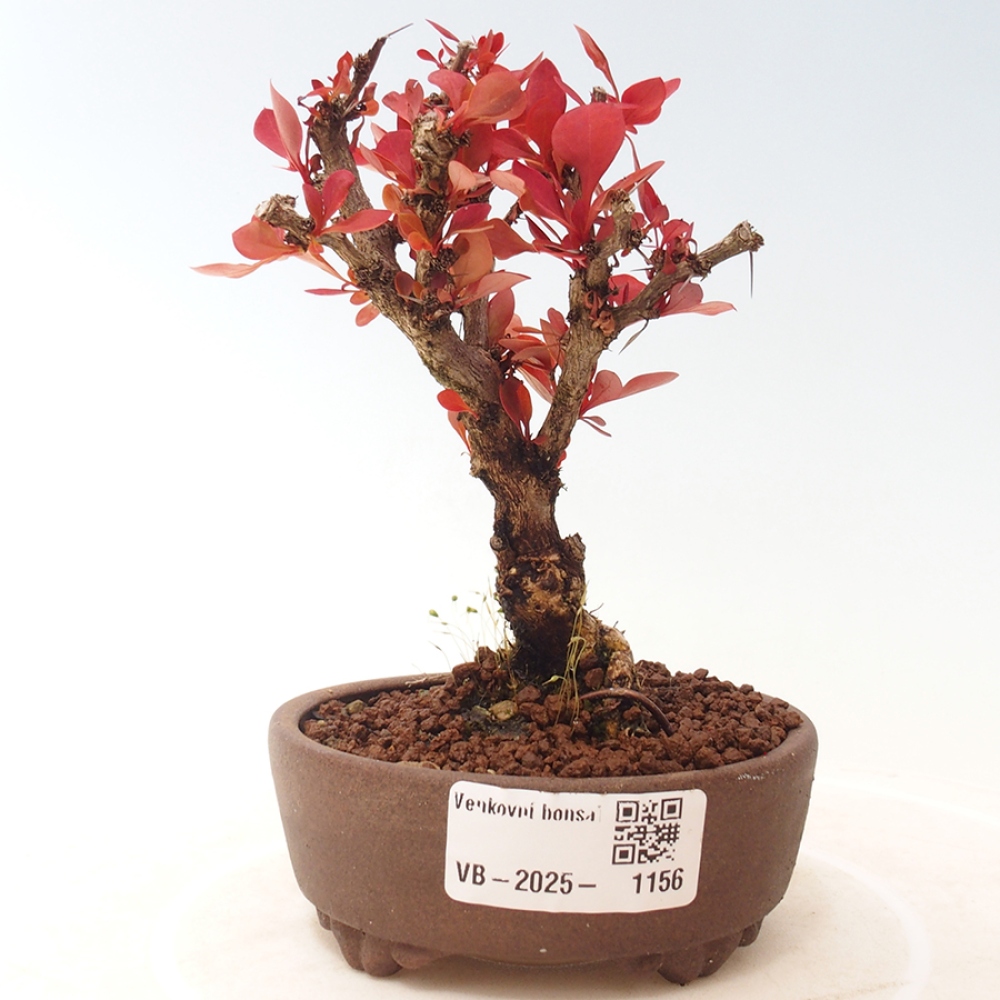 Bonsai für draußen - Berberis thunbergii Kobold