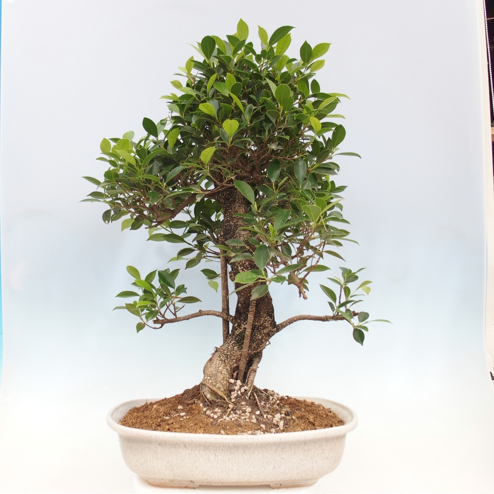 Zimmerbonsai - Ficus kimmen - kleinblättriger Ficus - NUR PERSÖNLICHE ABHOLUNG oder Palettentransport