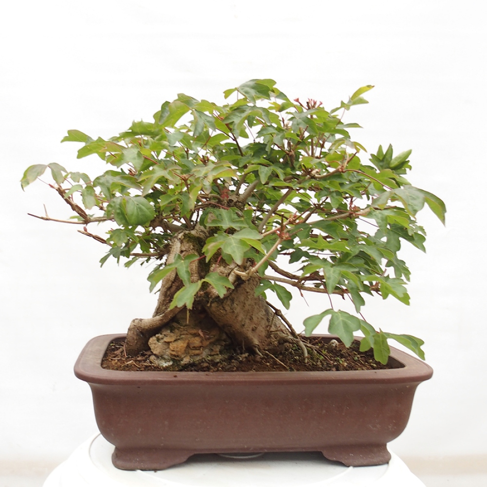 Bonsai für draußen -Javor babyka - Acer campestre