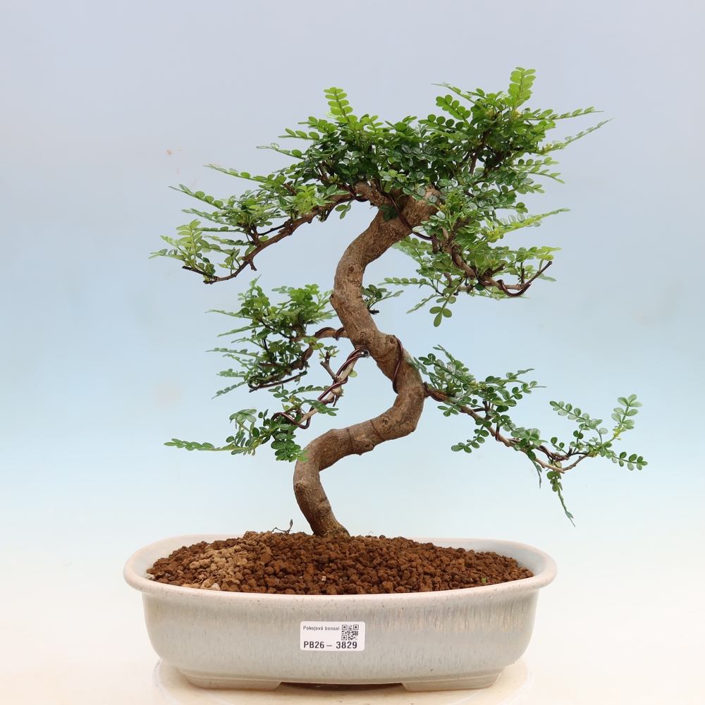 Zimmer Bonsai - Zantoxylum piperitum - Pfefferbaum
